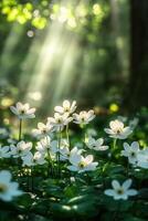 Sunlight filters through trees illuminating blooming white flowers in a tranquil forest setting photo
