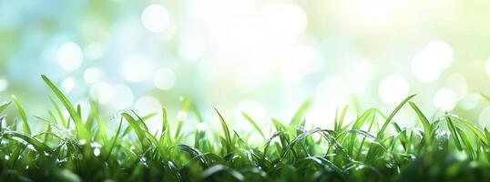 Lush green grass with dewdrops under soft morning light in a serene outdoor setting photo