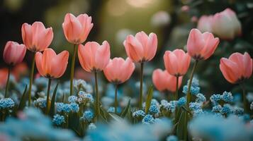 Pink tulips bloom among blue forget-me-nots in a vibrant garden during springtime photo