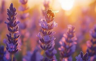 Lavender field at sunset with a bee pollinating a flower photo