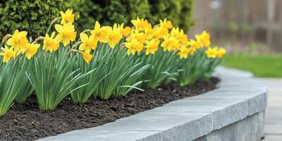 Daffodils bloom bright in a landscaped garden during springtime photo