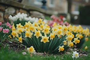 Bright yellow daffodils blooming in a vibrant garden during springtime photo