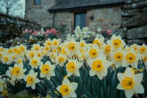 Daffodils bloom vibrantly in a stone garden during springtime near an old country house photo
