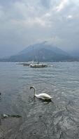Serene Lake View with Swan and Sailboats in Como, Italy. A peaceful scene of a swan swimming in a calm italian lake Como, with sailboats and a mountain backdrop under a cloudy sky. Perfect depiction of tranquility and nature. photo