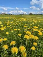 Yellow Dandelion Field Under Blue Sky with White Clouds in Spring. Vivid yellow dandelions blooming in a green field, under a bright blue sky with white fluffy clouds, creating a vibrant springtime scenery full of natural beauty and tranquility. photo