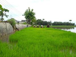 group of men preparing and pulling the seedling of paddy for planting in ricefield photo
