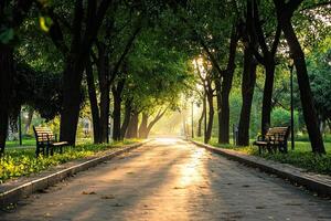 Sunset in the park with benches and trees on the sides photo