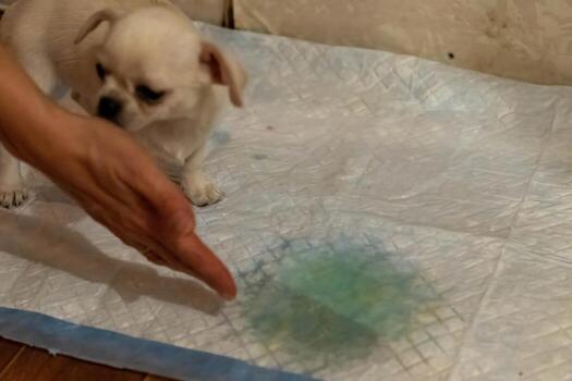 Veterinarian showing pee on absorbing puppy training pad with chihuahua dog photo