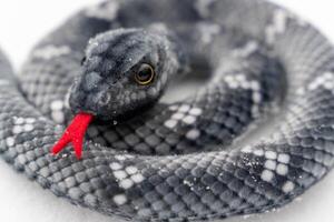 Plush snake toy coiled with red tongue showing on white background photo