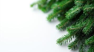 Vibrant pine needles spread elegantly across a soft, light surface photo
