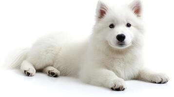 A playful Samoyed puppy relaxes with curiosity and warmth on a gentle surface photo