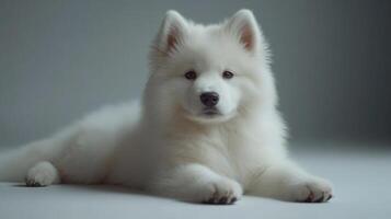 A playful Samoyed puppy relaxes peacefully on a smooth surface, radiating charm photo