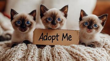 Three cute kittens eagerly pose with an Adopt Me sign, inviting new owners photo
