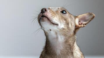A curious puppy gazes up, showcasing its expressive face and soft fur photo