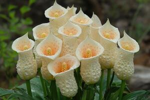 A cluster of creamy white calla lilies glistening with dew photo
