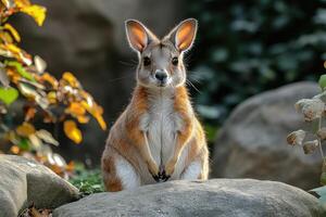 Agile Red Kangaroo Posing on Rocks Amidst Autumn Leaves photo