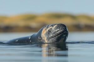 A Gray Whale Calf Surfaces In Calm Water photo