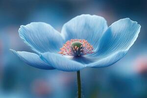 A Single Delicate Blue Poppy Flower Blooms Beautifully photo