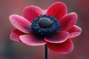A vibrant red anemone flower in full bloom photo