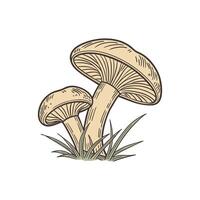 Botanical Study Intricate Mushroom Sketch vector