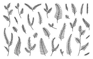 Hand drawn set evergreen tree branches. Conifer black branches isolated on a white background.Minimalistic linear elements vector
