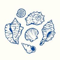 Seashells set. Hand drawn illustrations of engraved line. Collection of realistic sketches various mollusk sea shells different forms. vector