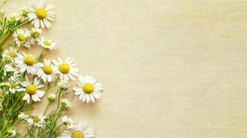 Daisy flowers arranged on textured beige background for spring floral design photo