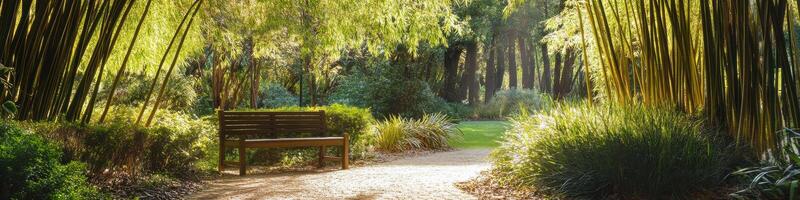 Serene pathway through lush bamboo forest with wooden bench in sunlight photo