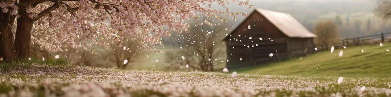 Blossoming cherry tree with falling petals near rustic barn in springtime photo