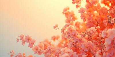 Vibrant pink blossoms against soft gradient background capturing spring essence photo