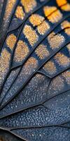 Macro Shot of Butterfly Wing Showing Detailed Texture and Vibrant Colors photo