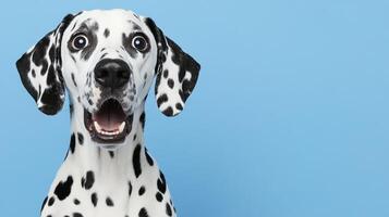 Energetic Dalmatian Portrait Against Blue Background for Playful and Vibrant photo