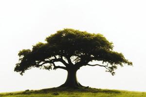 Solitary Tree in Misty Landscape Capturing Serenity and Natural Elegance photo