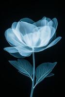 X ray Floral Bloom Transparent Petals and Leaves in Monochrome Elegance photo