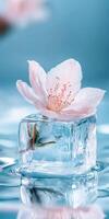 Delicate Blossom Frozen in Time Cherry Blossom on Ice Cube Art photo