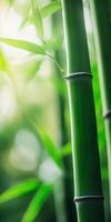 Sunlit Bamboo Stalks in Serene Natural Setting with Vibrant Green Leaves photo