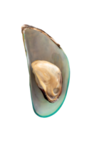 Single delicious cooked or steamed green mussels isolated with clipping path in file format png