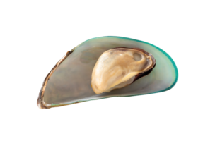 Single cooked or steamed green mussels isolated with clipping path in file format Top view photo png