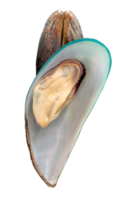 Two delicious cooked or steamed green mussels in stack isolated with clipping path in file format png