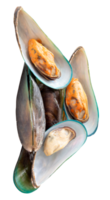 A group of delicious cooked or steamed green mussels in pile isolated with clipping path in file format png