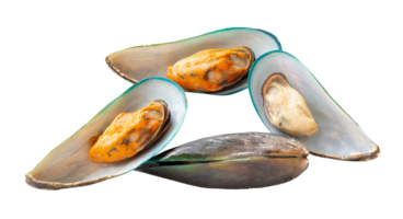 Ready to eat food of four cooked or steamed green mussels in stack isolated with clipping path in file format png