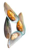 Four delicious cooked or steamed green mussels in stack isolated with clipping path in file format Top view of boiled mussels png