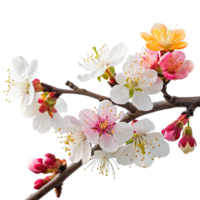 Branch withe colourful bloom isolated on transparent background png