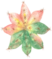 Gymnocalycium Cactus in Pink Green that was drawn and painted by hand in watercolor fine art style png