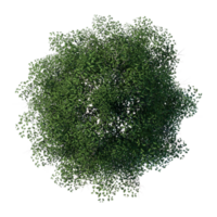 tree top view plant landscape architecture nature garden aerial render. trees branch isolate collection illustration png