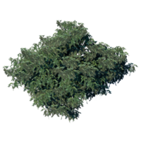the tree top view plant landscape architecture nature garden aerial render. trees branch isolate collection illustration environment png