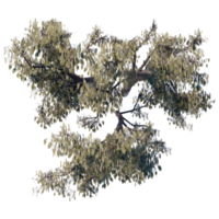 a tree top view plant landscape architecture nature garden aerial render. trees branch isolate collection illustration environment png