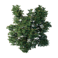 tree top view plant landscape architecture nature garden aerial render. trees branch isolate collection illustration environment png