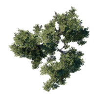 3d tree top view plant landscape architecture nature garden aerial render. trees branch isolate collection illustration environment png
