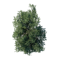 render tree top view plant landscape architecture nature garden aerial render. trees branch isolate collection illustration environment png